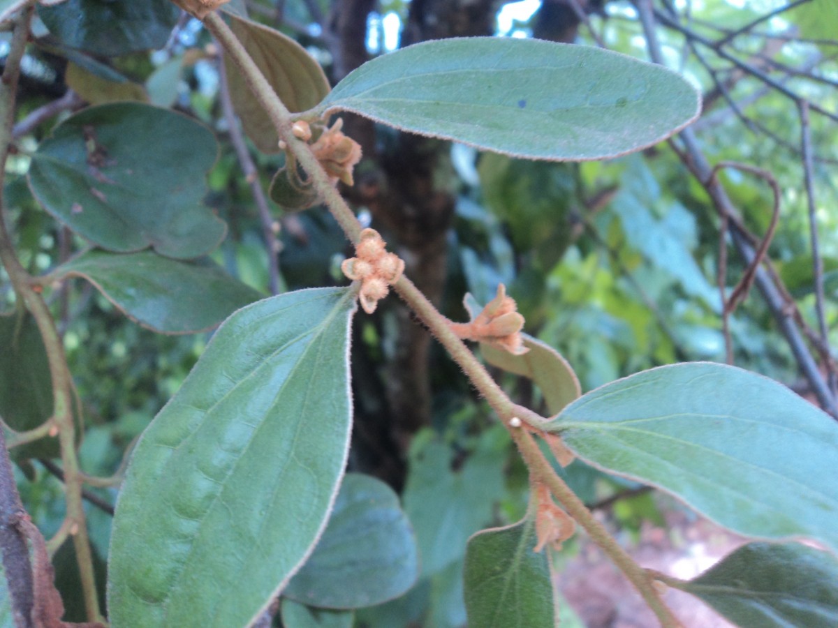 Taxillus tomentosus (B.Heyne ex Roth) Tiegh.